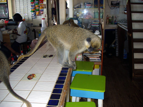 St Kitts, West Indies, Turtle Beach, Green Monkeys