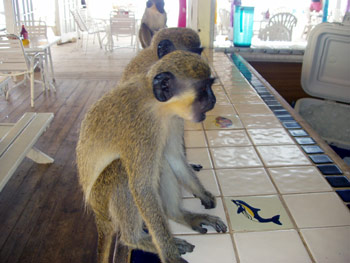 St Kitts, West Indies, Rental Property, Turtle Beach, Green Monkeys
