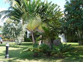 St Kitts, West Indies, Rental Property